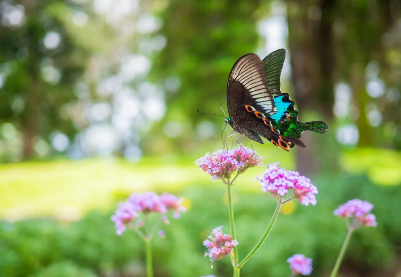 The Biggest Challenge for Sales Management: Butterflies
